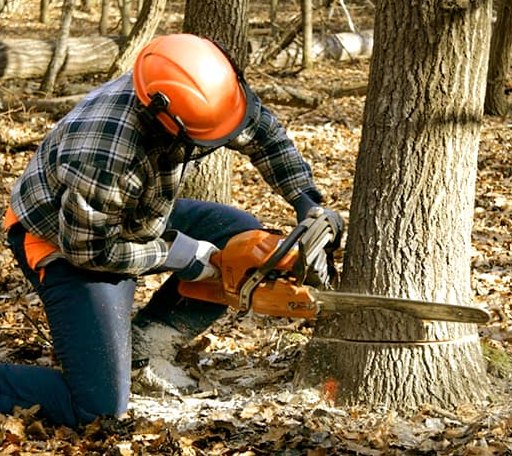 Tree Removal in Crane, IN